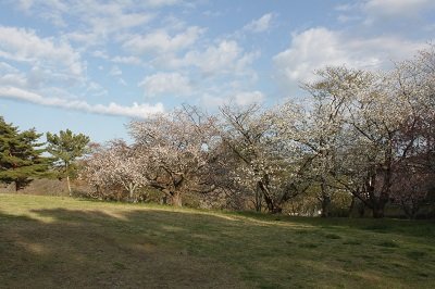 大木囲貝塚2_20260416.jpg
