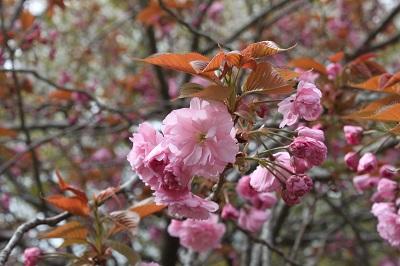 貝塚内_1 2025.4.24.jpg