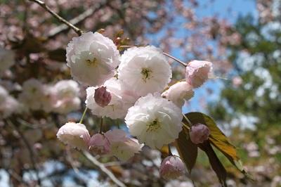 貝塚内_2 2025.4.29.jpg