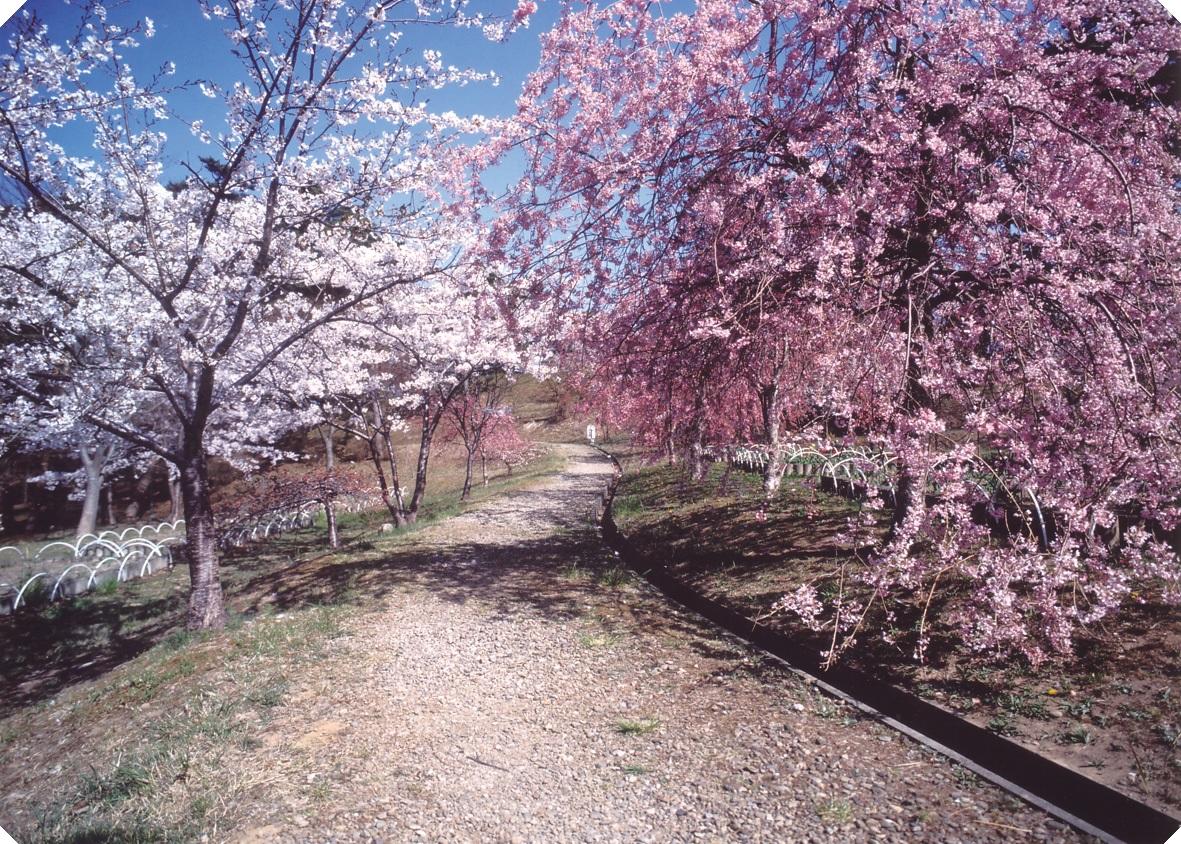 君ヶ岡公園写真
