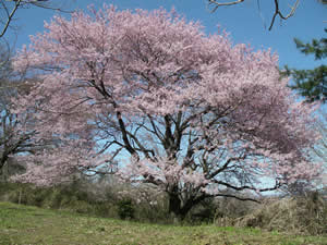 大木囲貝塚桜の木写真